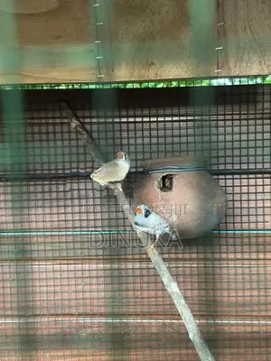 Finch Breeding Pair