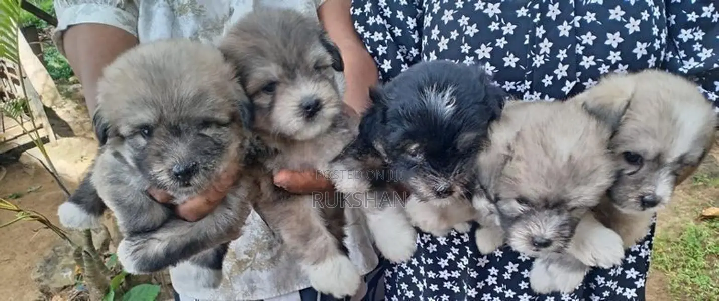 Shih Tzu Puppies