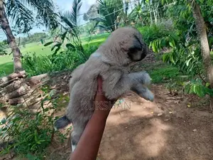 Shih Tzu Puppies