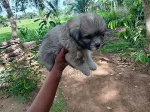 Shih Tzu Puppies