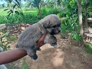 Shih Tzu Puppies