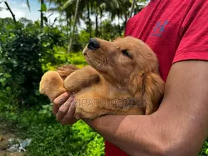 Golden Retriever Puppies