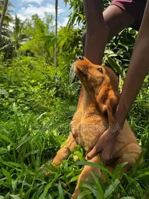 Golden Retriever Puppies