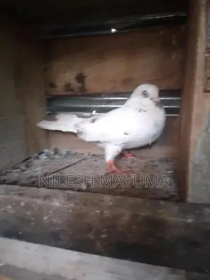 පරවියන්