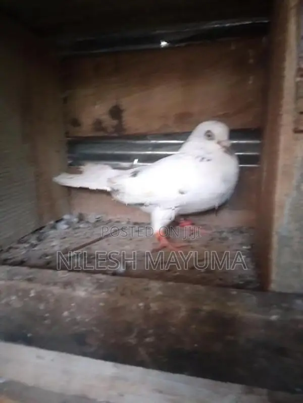 පරවියන්