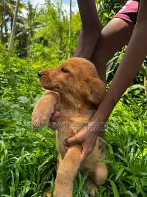 Golden Retriever Puppies