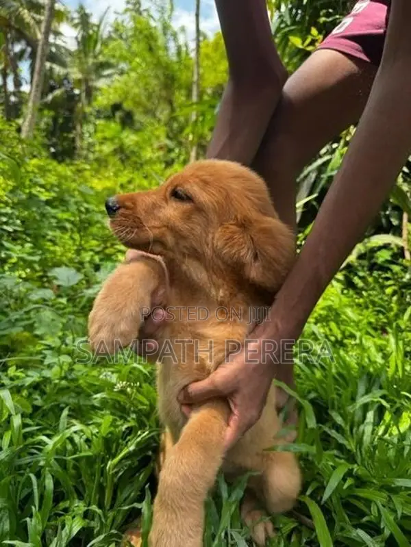 Golden Retriever Puppies