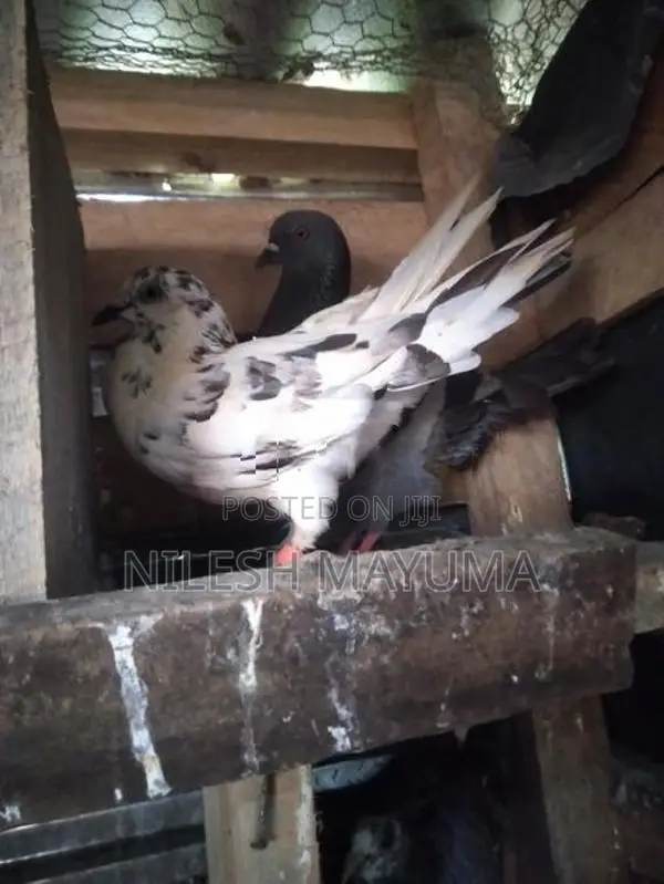 පරවියන්