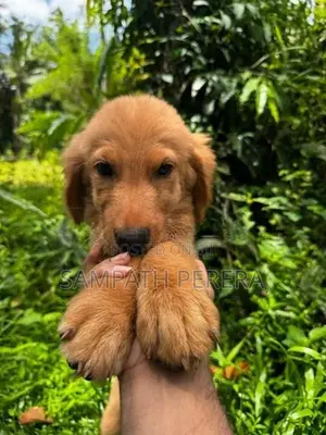 Golden Retriever Puppies