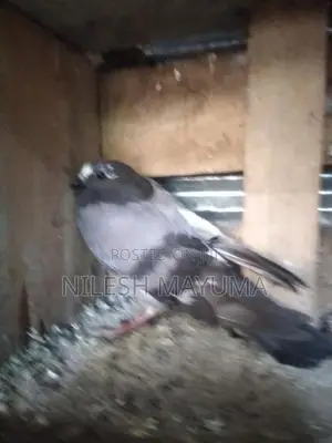 පරවියන්