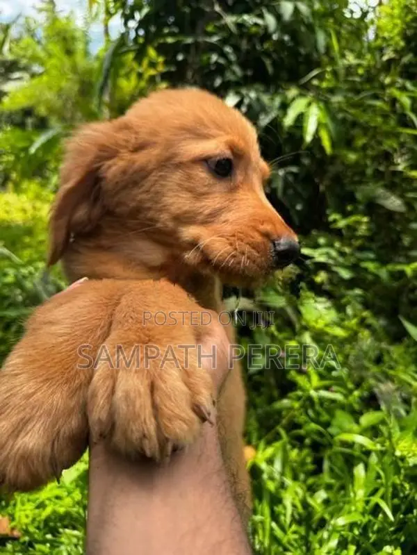 Golden Retriever Puppies