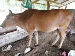 Farm Cows