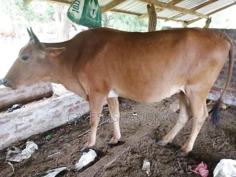 Farm Cows