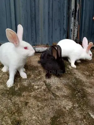 Rabbits