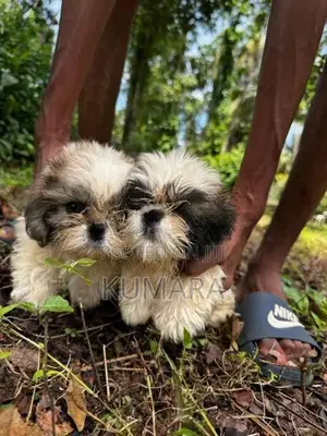 Shih Tzu Puppies