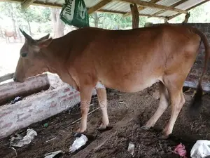 Farm Cows