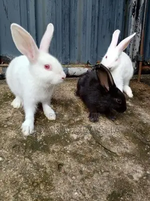 Rabbits