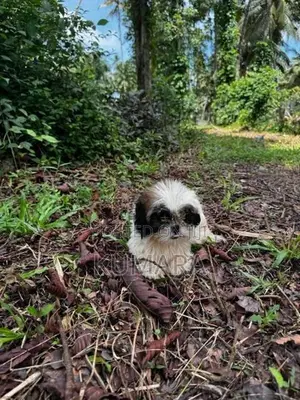 Shih Tzu Puppies