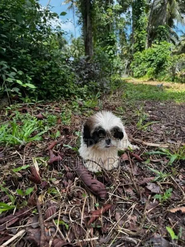 Shih Tzu Puppies