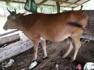 Farm Cows