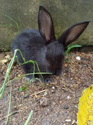 Rabbits