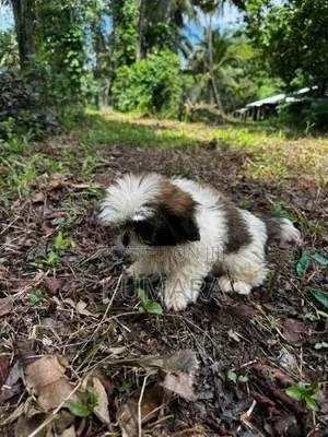 Shih Tzu Puppies