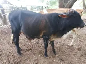 Farm Cows