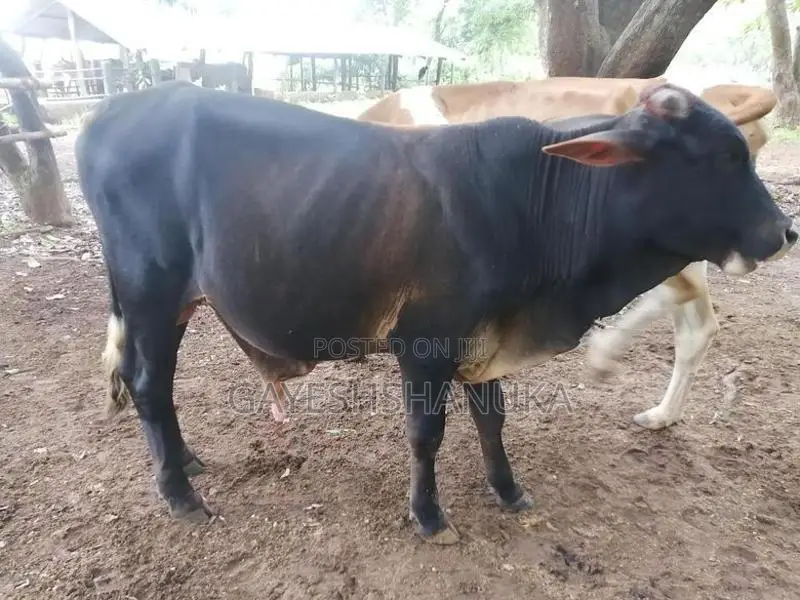 Farm Cows