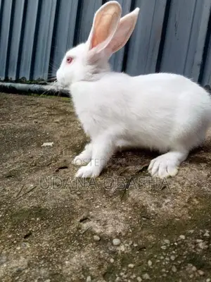 Rabbits
