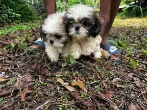 Shih Tzu Puppies