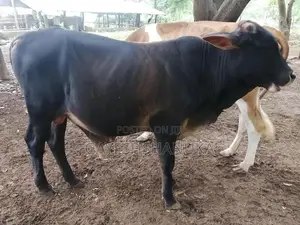 Farm Cows