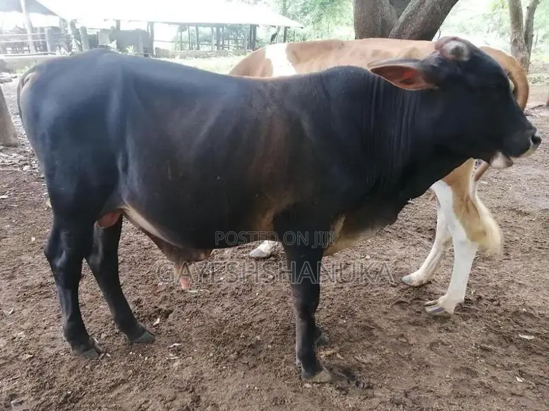Farm Cows