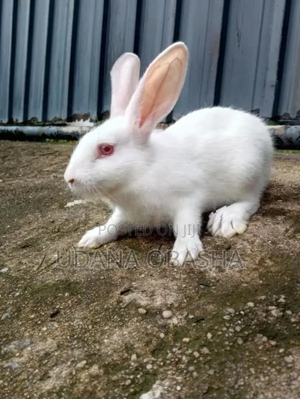 Rabbits