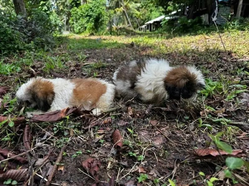 Shih Tzu Puppies