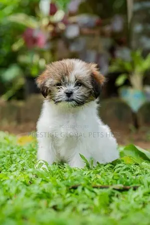Shih Tzu Puppies