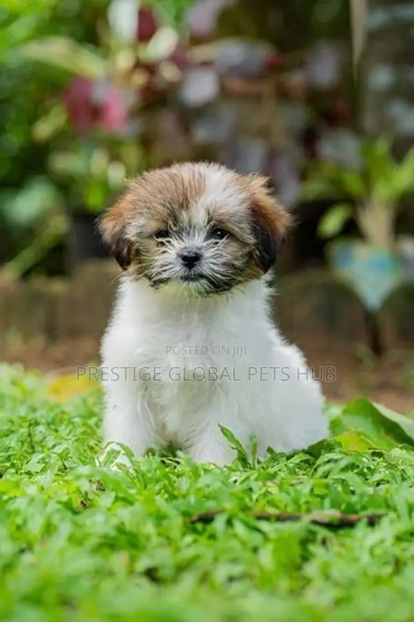 Shih Tzu Puppies
