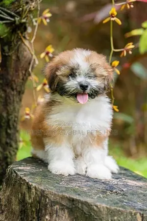Shih Tzu Puppies