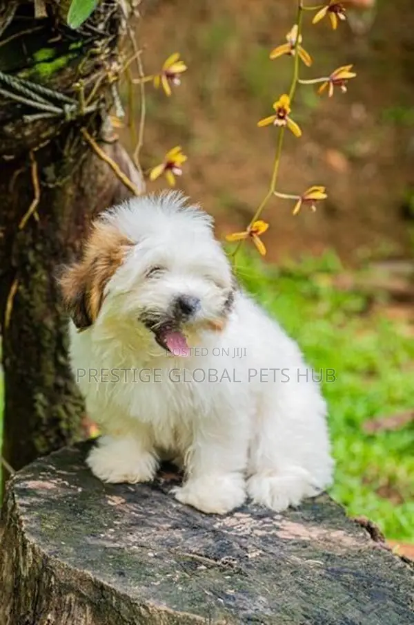 Shih Tzu Puppies