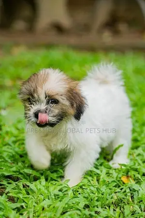 Shih Tzu Puppies