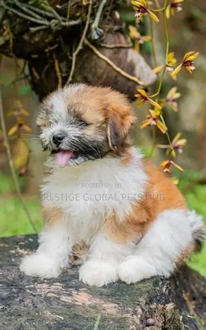 Shih Tzu Puppies