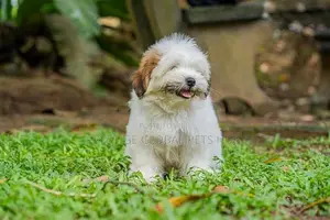 Shih Tzu Puppies