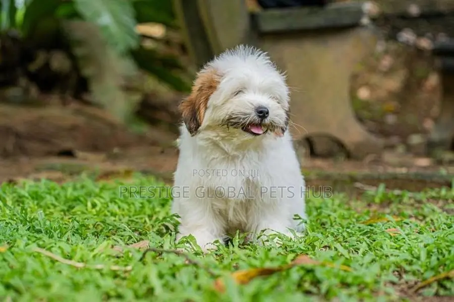 Shih Tzu Puppies