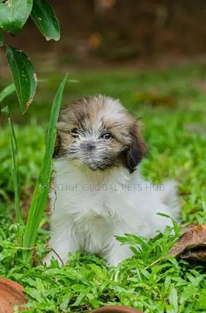 Shih Tzu Puppies
