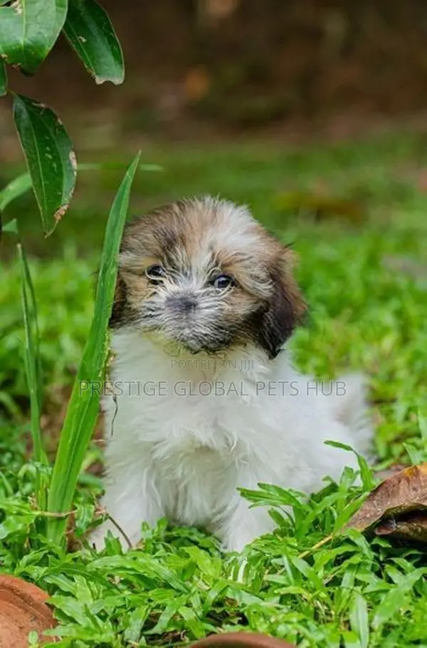 Shih Tzu Puppies