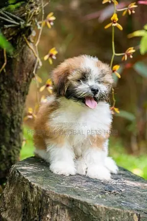 Shih Tzu Puppies