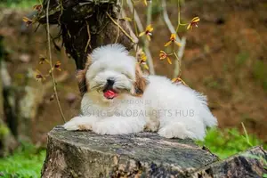 Shih Tzu Puppies
