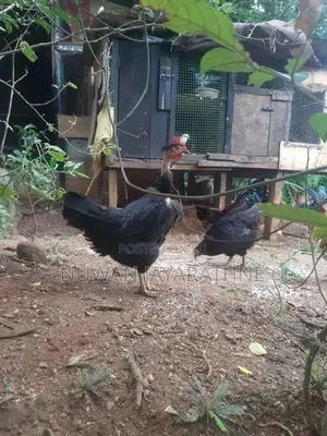 Kikiliyan