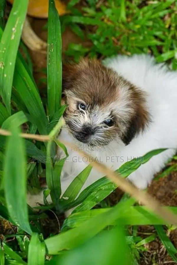 Shih Tzu Puppies
