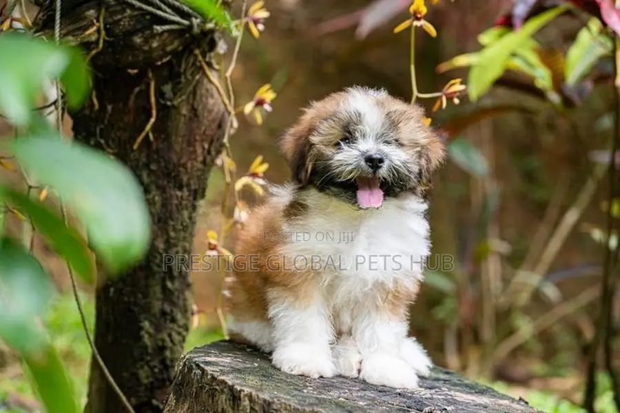 Shih Tzu Puppies