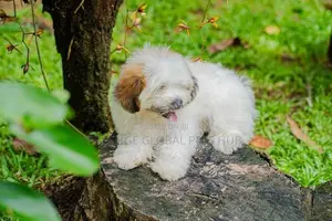 Shih Tzu Puppies